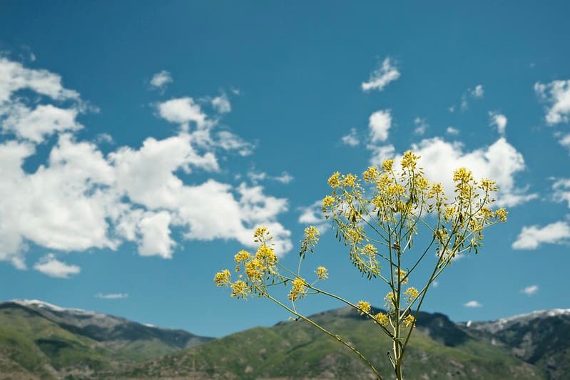 Sample image of Kodachrome 64