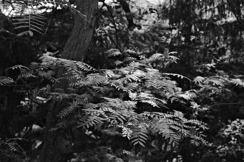 Sample image of Kodak Tri-X 400