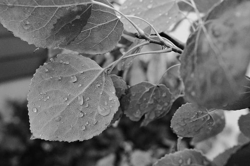 Sample image of Kodak Tri-X 400