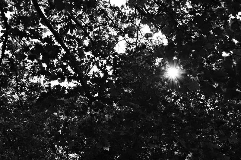 Sample image of Kodak Tri-X 400